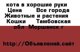 кота в хорошие руки › Цена ­ 0 - Все города Животные и растения » Кошки   . Тамбовская обл.,Моршанск г.